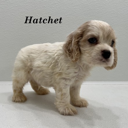 puppy, for, sale, Cockalier, Joe & Cherri  Overlease, dog, breeder, Miller, MO, dog-breeder, puppy-for-sale, forsale, nearby, find, puppyfind, locator, puppylocator, aca